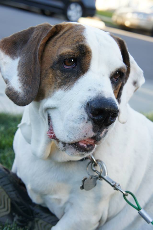 544792_10153093629980497_2053902977_n (2)