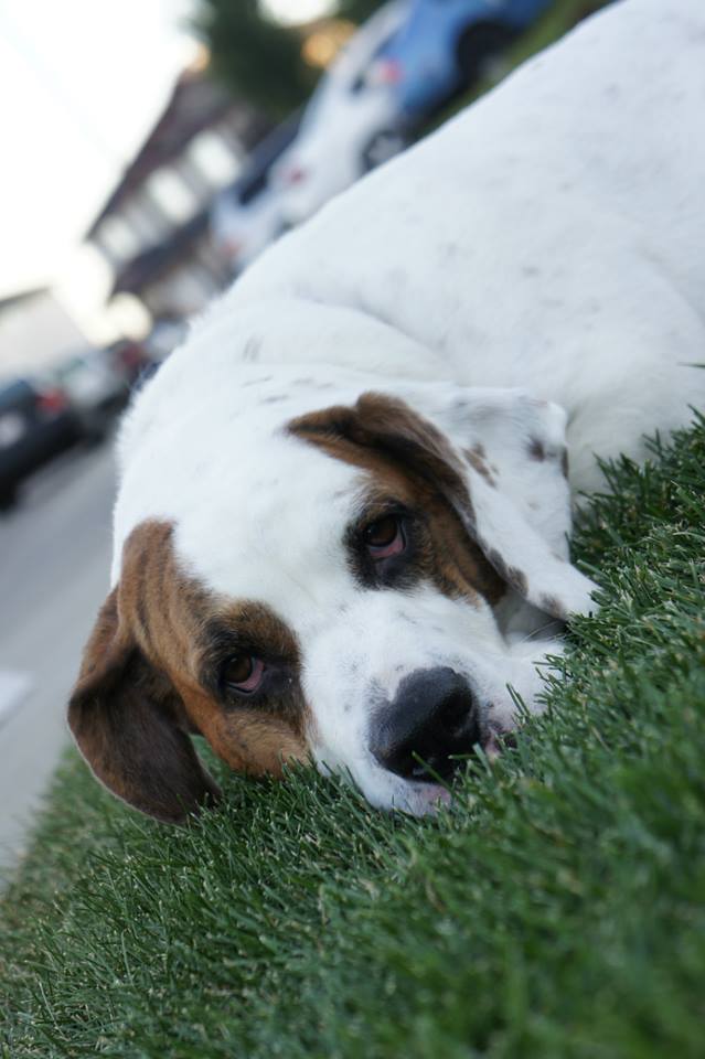 553017_10153093637090497_1050637803_n