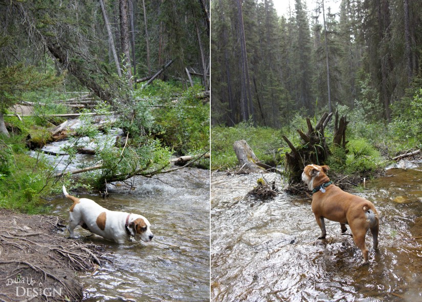 Our Banff Adventure_Day 6 Bow Valley Parkway Silverton Falls