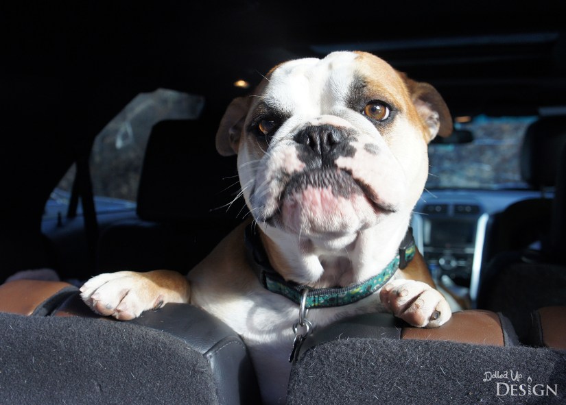 A Week in Waterton_Glacier National Park